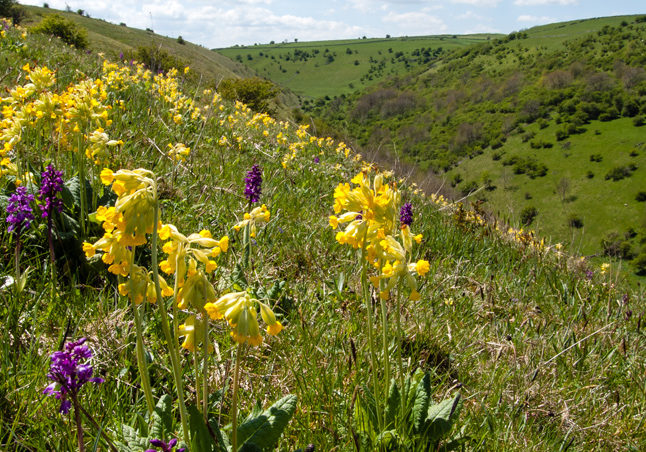 flowers-on-a-hill